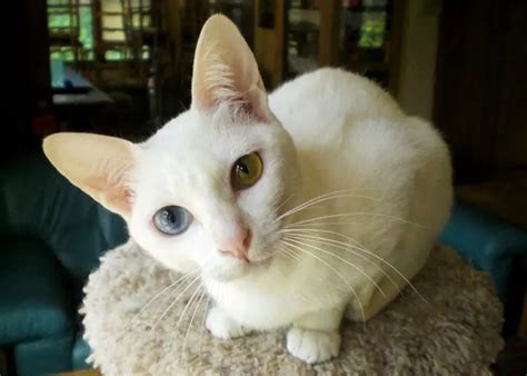 Khao Manee Cat Breed Information and Pictures .
